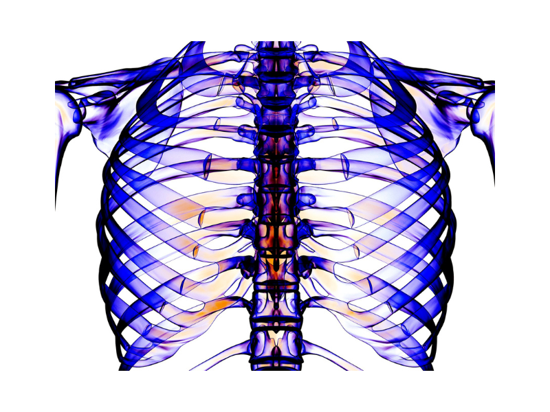 ribcage