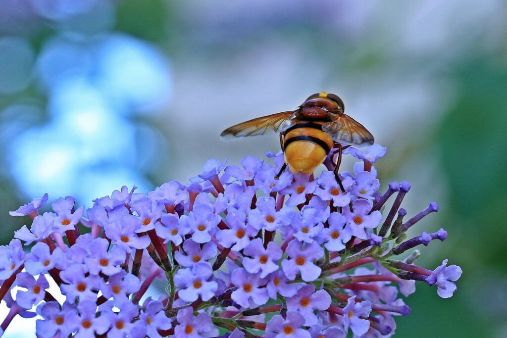 wasp on flowers